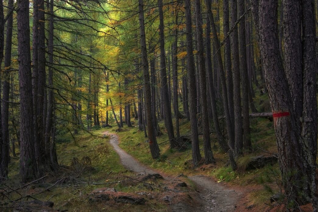 forest