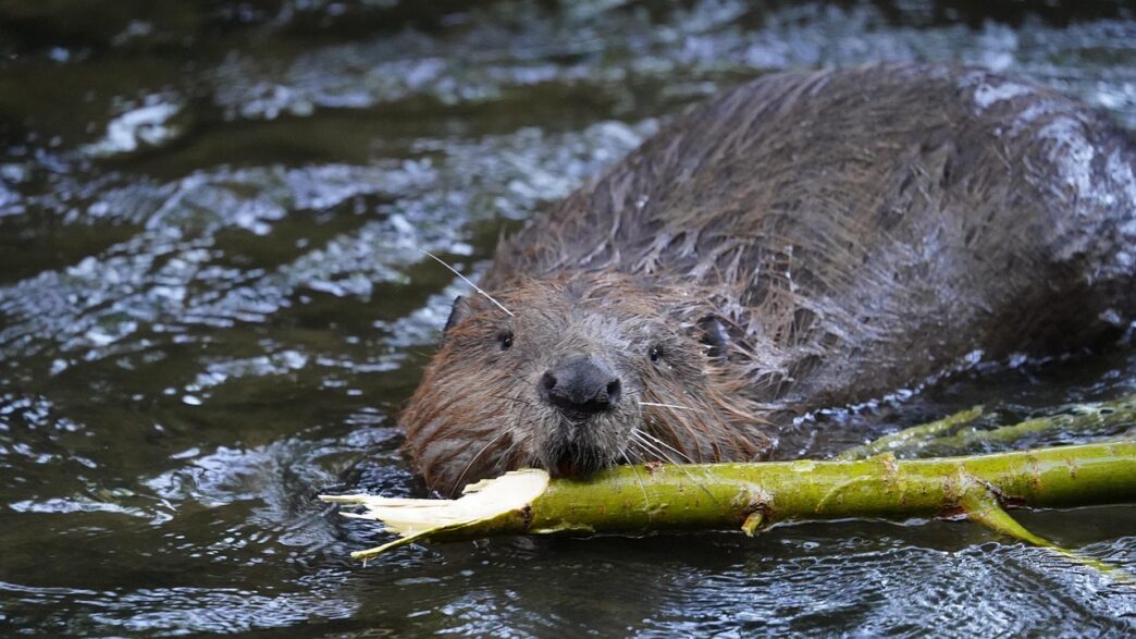 beaver