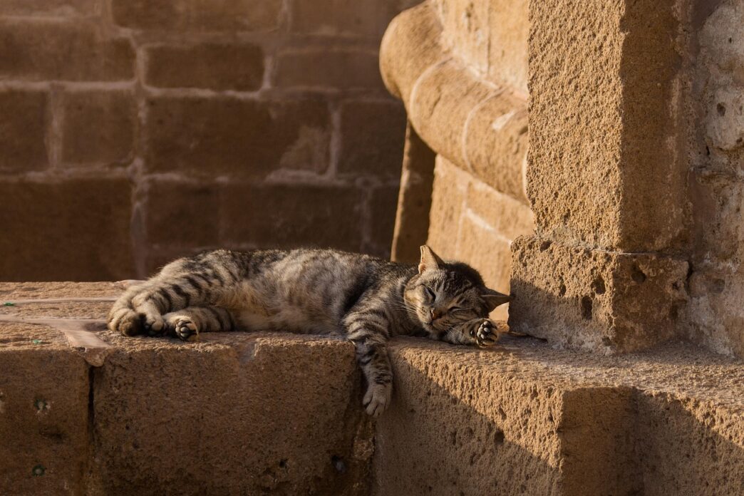 cat