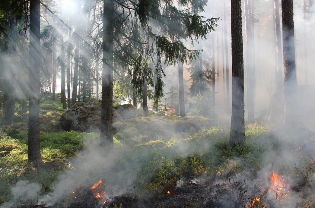 woods on fire