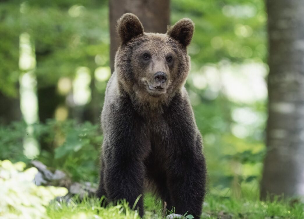 bear 1