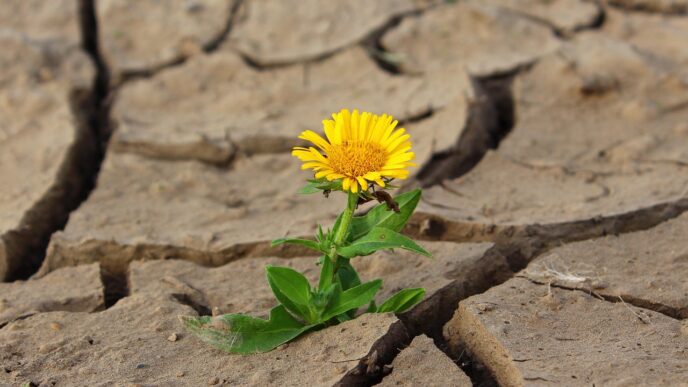 drought