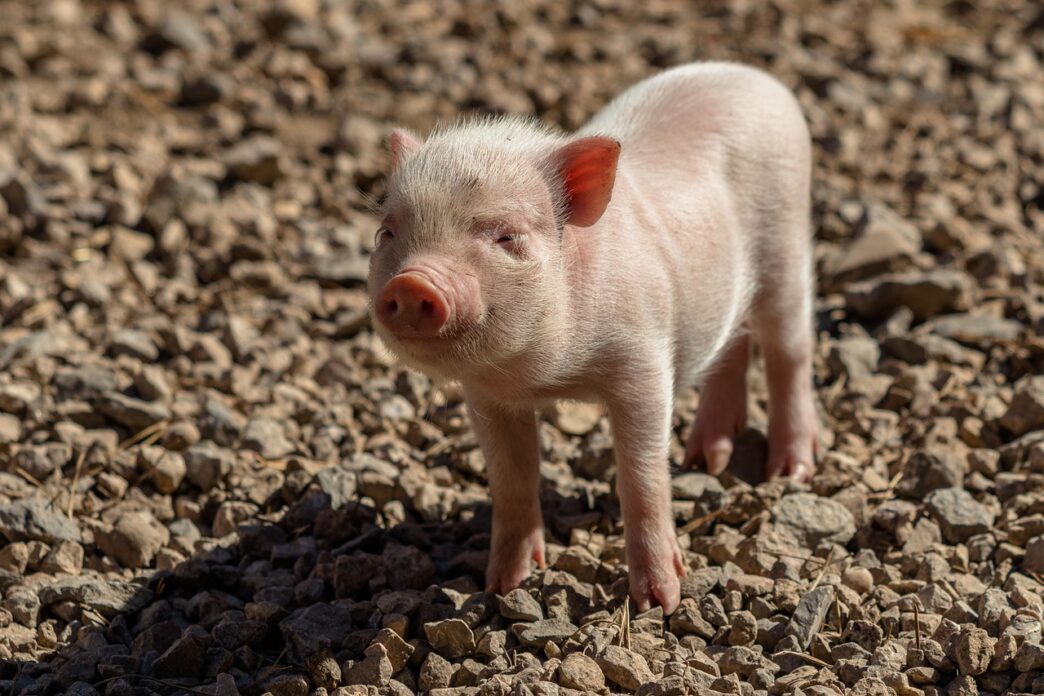 little pig