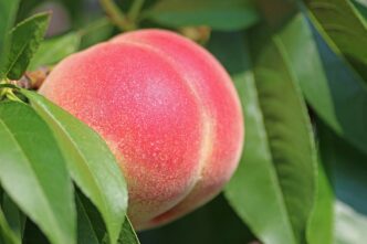 peaches 1