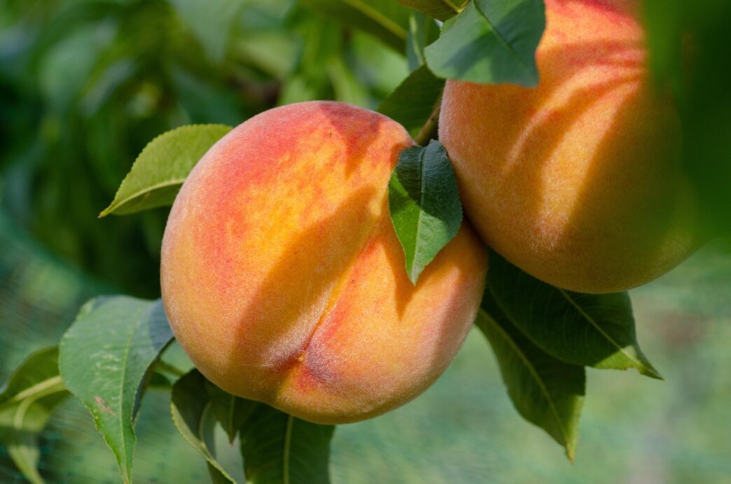 peaches