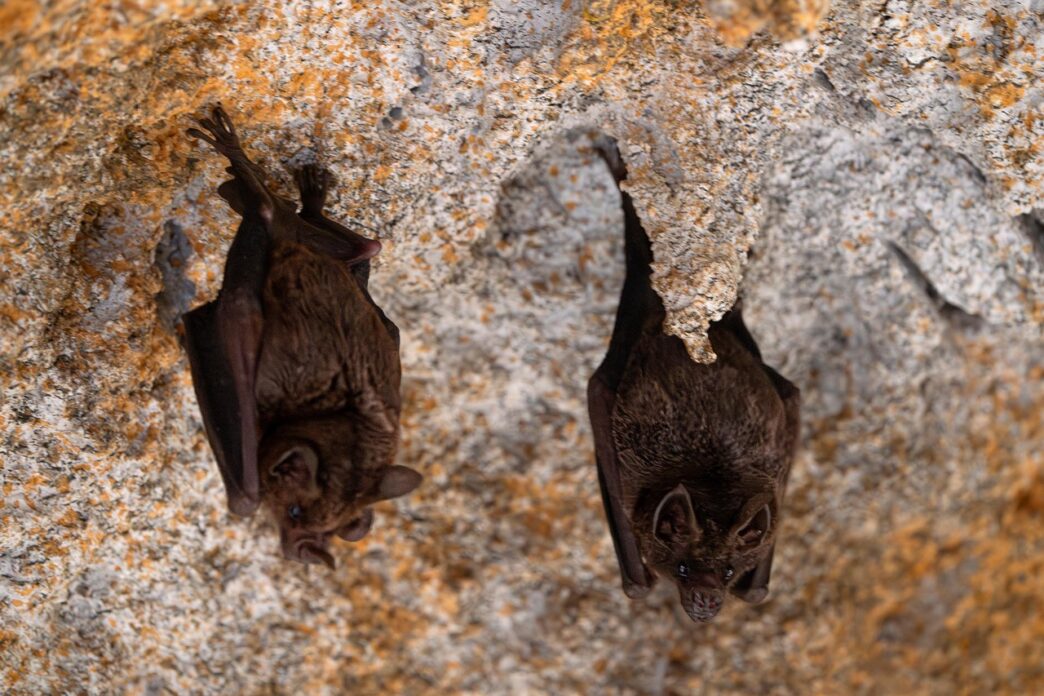 bat