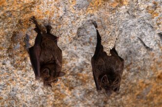 bat