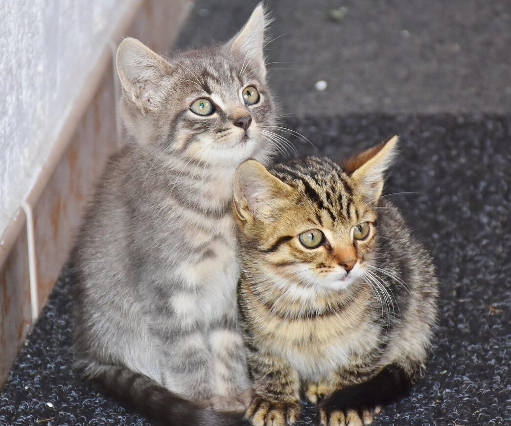 cat