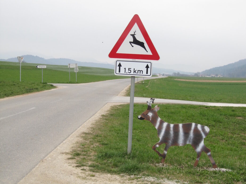 divjad na cesti