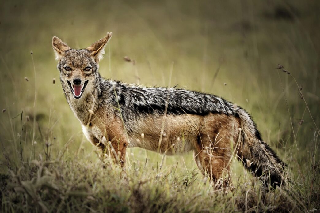 jackal