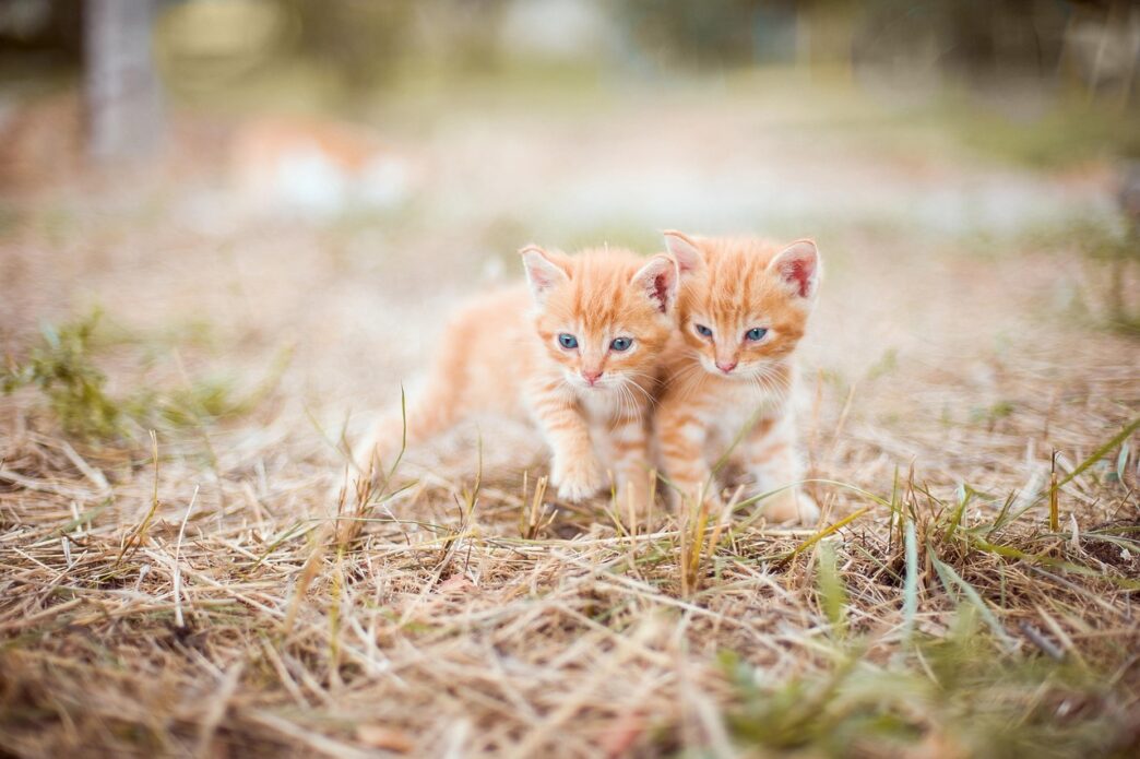 kitten