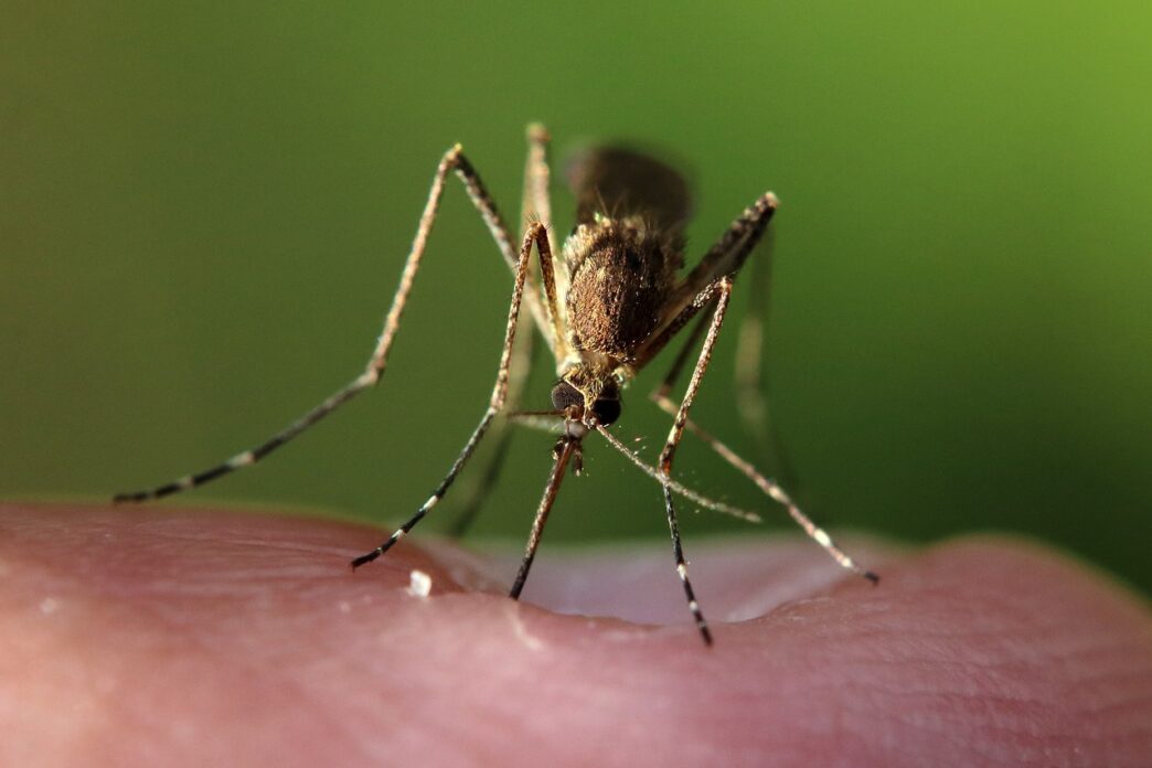 mosquito