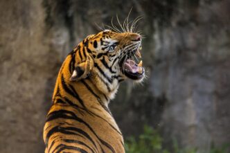 wild animals