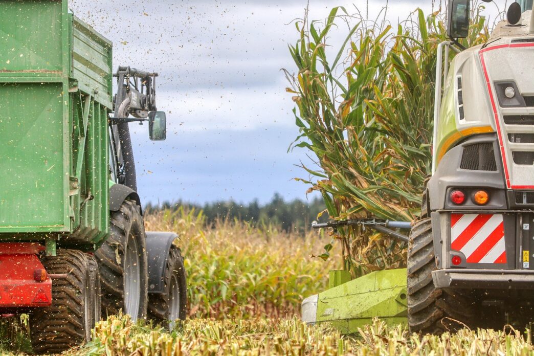 corn field