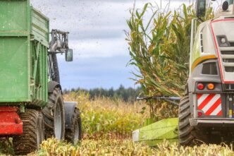 corn field