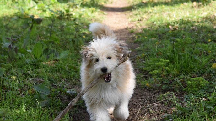 dog