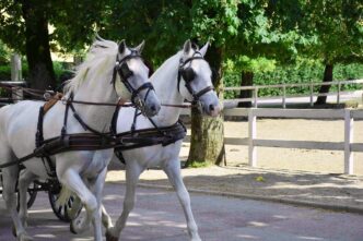 lipizzaner
