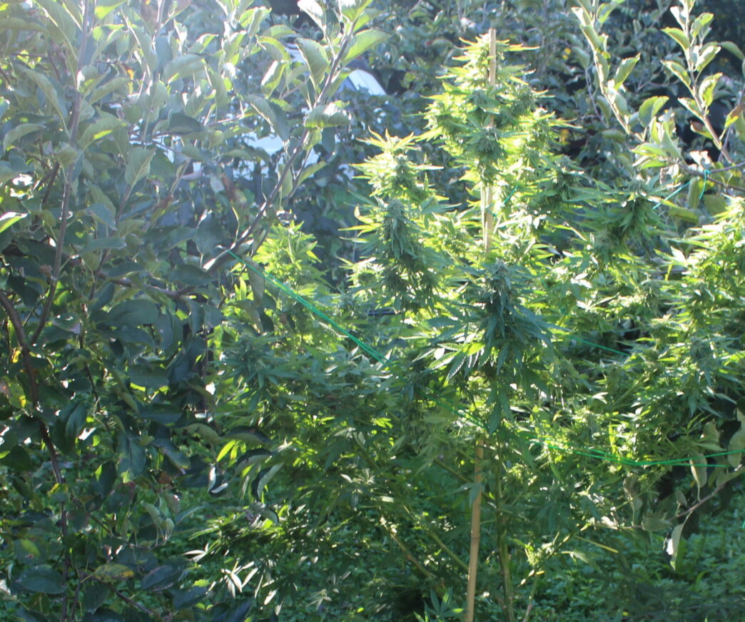 Marihuana Vrtojba e1759840923497