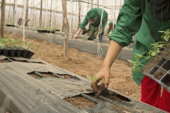 agriculture 2382185 1280