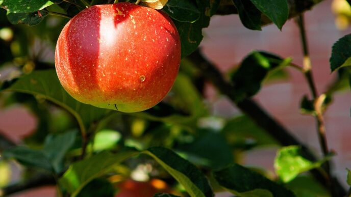 apple tree