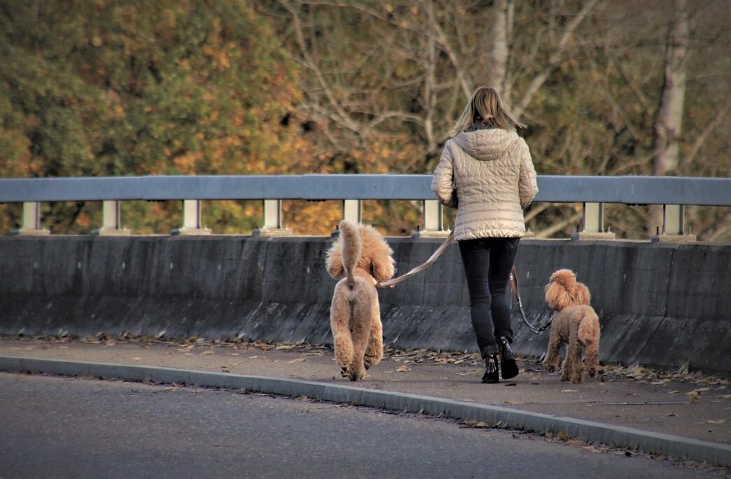 dog on a leash