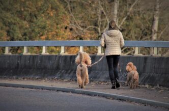 dog on a leash