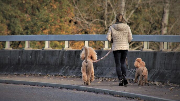 dog on a leash