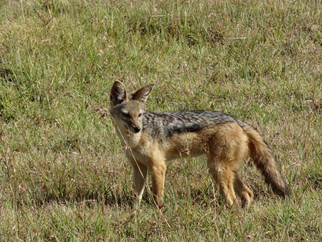 jackal