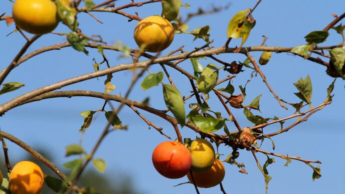japanese persimmons 6693015 1280