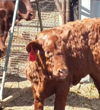 lumpy skin disease cow pirbright 1
