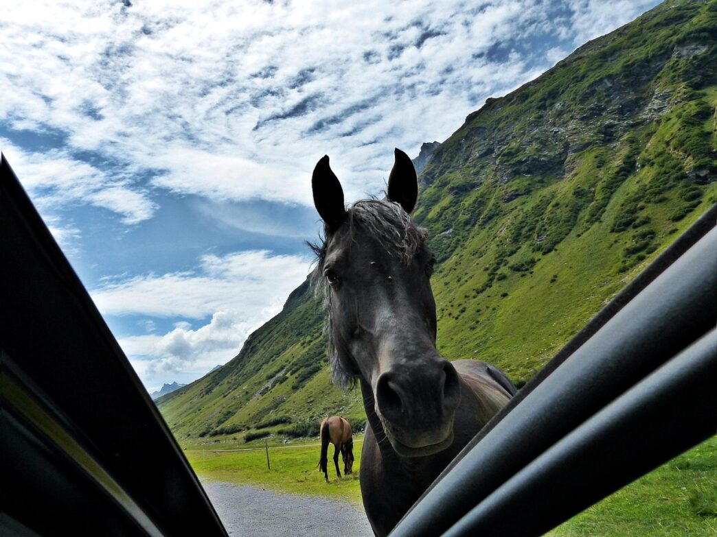 horse on the road