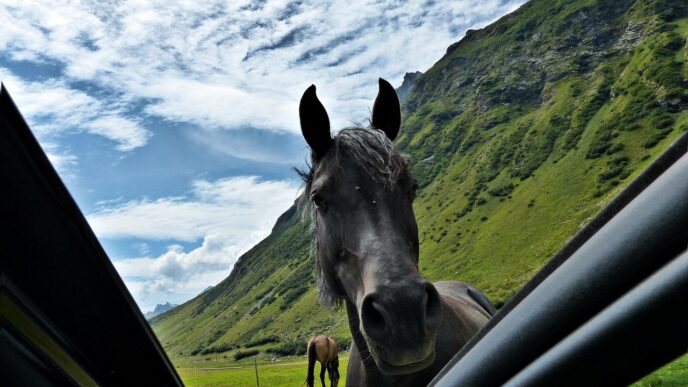 horse on the road