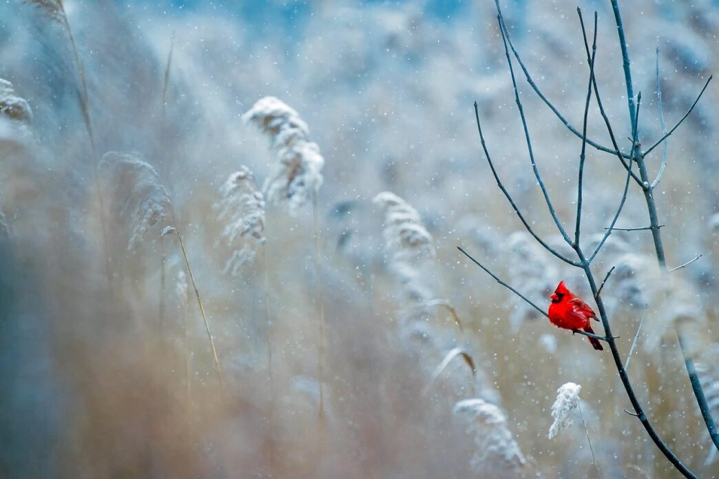 snowing