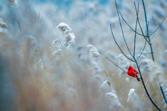 snowing