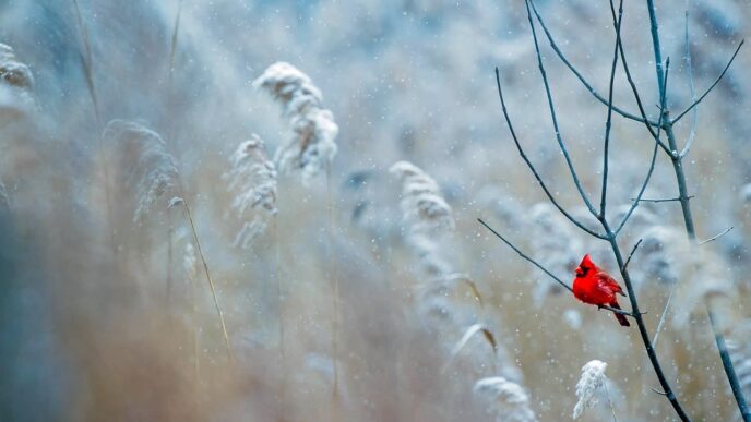 snowing