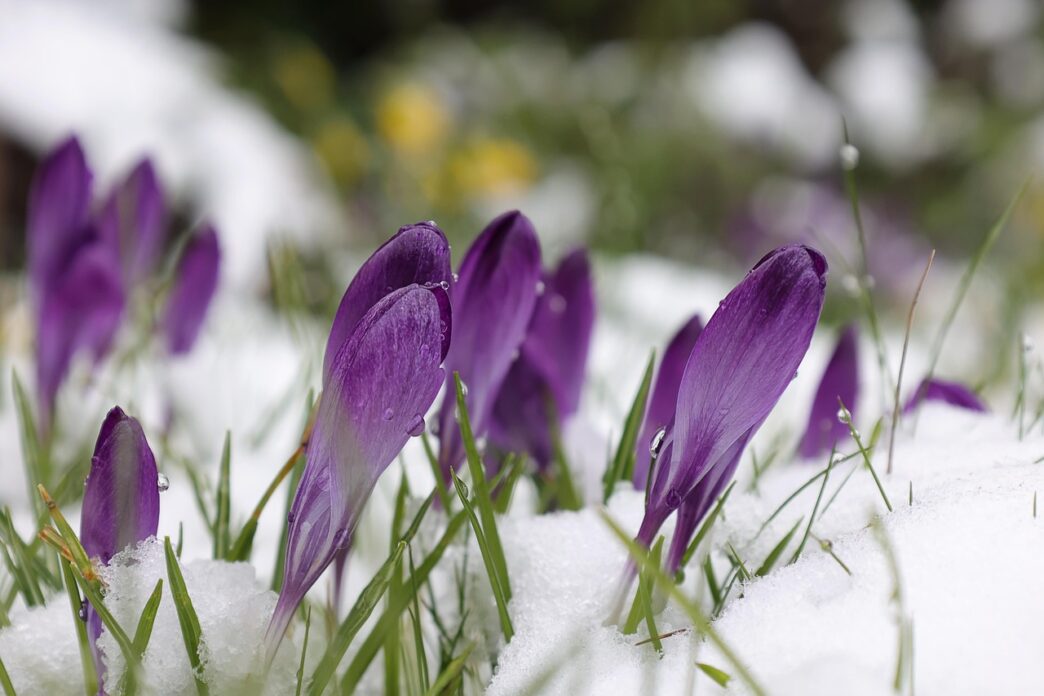spring