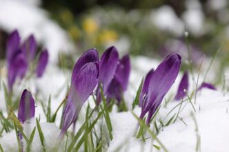 spring