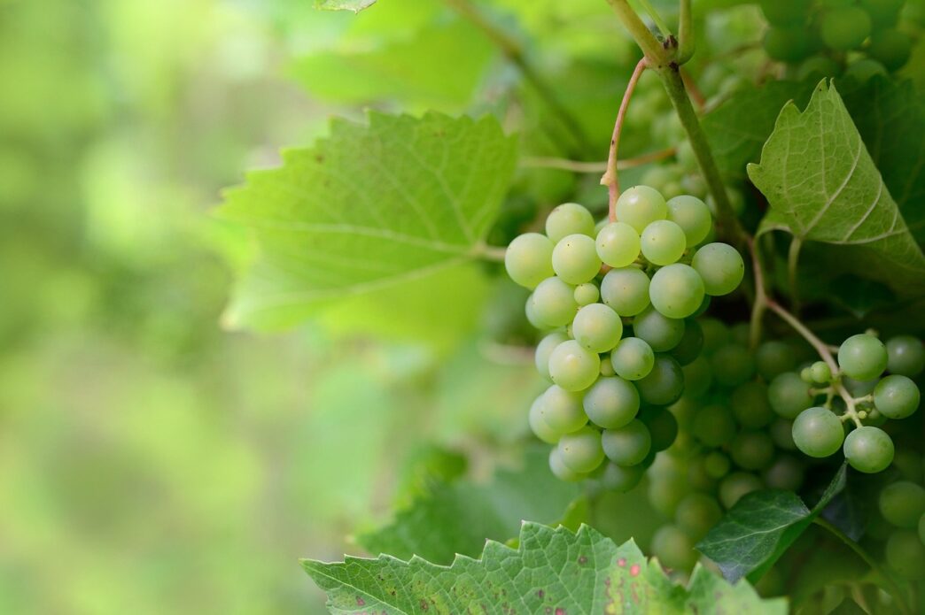 vine