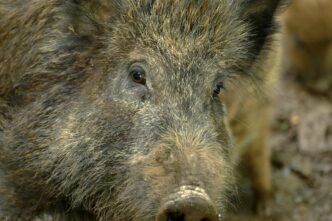 a boar