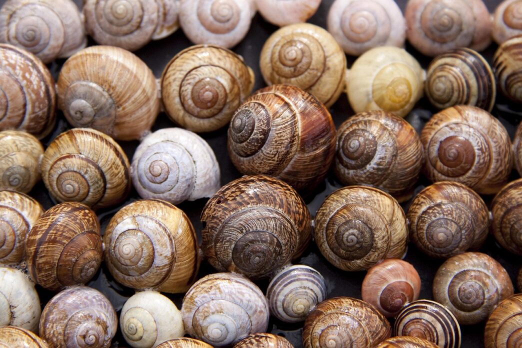 snail