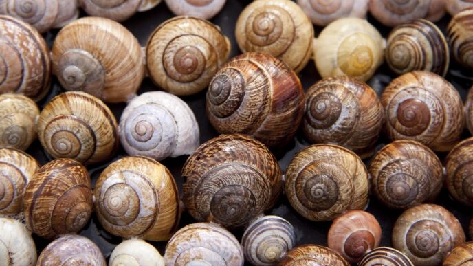snail