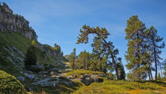 spruce