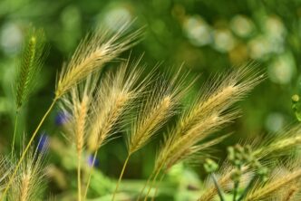 green grass