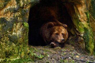 bear