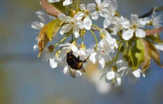 blossom tree