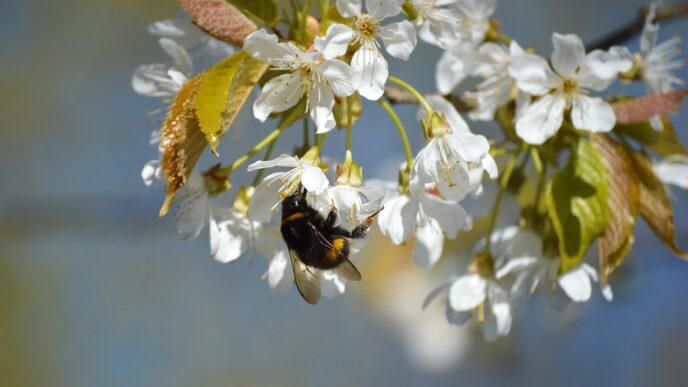 blossom tree