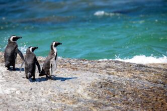 pinguins