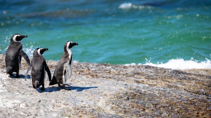 pinguins