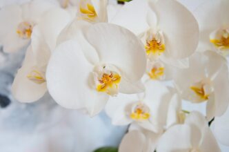 orchid
