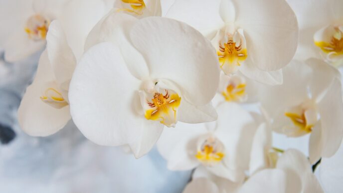 orchid